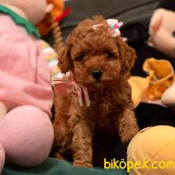 Toy Poodle Red Brown Disi Erkek Yavrularımız 4