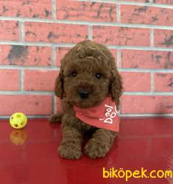 Toy Poodle Red Brown Disi Erkek Yavrularımız 4