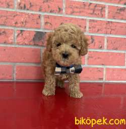 Toy Poodle Red Brown Disi Erkek Yavrularımız 3