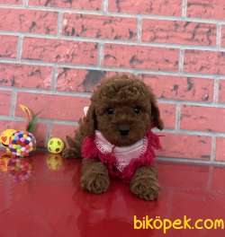 Toy Poodle Red Brown Disi Erkek Yavrularımız 2