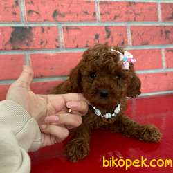 Toy Poodle Red Brown Disi Erkek Yavrularımız 1
