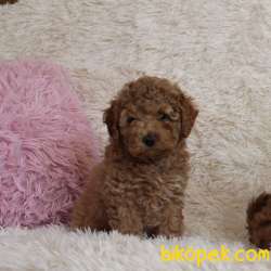 Toy Poodle Red Brown Disi Erkek Yavrularımız 5