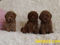 Toy Poodle Red Brown Disi Erkek Yavrularımız 1