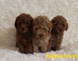 Toy Poodle Red Brown Disi Erkek Yavrularımız 2