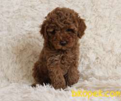 Toy Poodle Red Brown Disi Erkek Yavrularımız 4