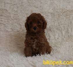 Toy Poodle Red Brown Disi Erkek Yavrularımız 3