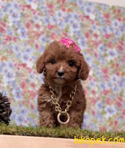 Toy Poodle Red Brown Disi Erkek Yavrularımız 2