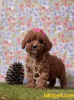 Toy Poodle Red Brown Disi Erkek Yavrularımız 1