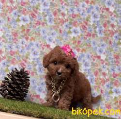Toy Poodle Red Brown Disi Erkek Yavrularımız 4