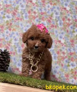 Toy Poodle Red Brown Disi Erkek Yavrularımız 3