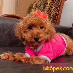 Toy Poodle Red Brown Disi Yavrularımız 2