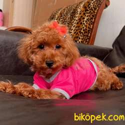 Toy Poodle Red Brown Disi Yavrularımız 3
