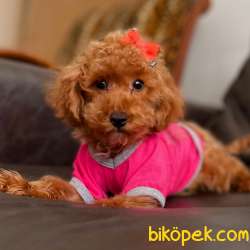 Toy Poodle Red Brown Disi Yavrularımız 1