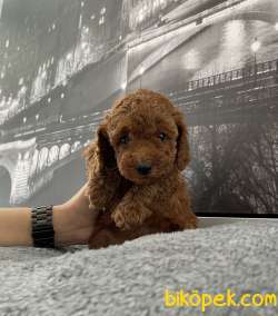 Toy Poodle Red Brown En Çok Çeşit Icin Bize Ulaşın 5