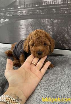 Toy Poodle Red Brown En Çok Çeşit Icin Bize Ulaşın 2