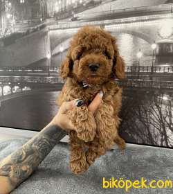 Toy Poodle Red Brown En Çok Çeşit Icin Bize Ulaşın 3