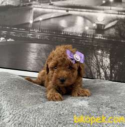Toy Poodle Red Brown En Çok Çeşit Icin Bize Ulaşın 1