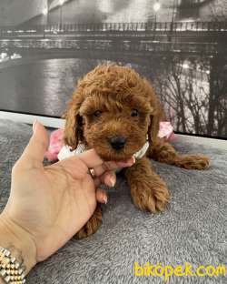 Toy Poodle Red Brown En Çok Çeşit Icin Bize Ulaşın 4