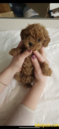 Toy Poodle Red Brown En Koyu Renk Teacup Ebatta Yavrularımız 2
