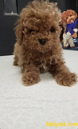 Toy Poodle Red Brown En Koyu Renk Teacup Ebatta Yavrularımız 1
