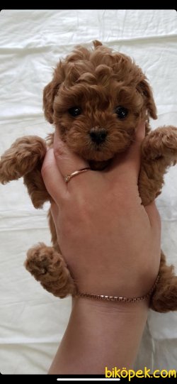 Toy Poodle Red Brown En Koyu Renk Teacup Ebatta Yavrularımız 3