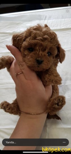 Toy Poodle Red Brown En Koyu Renk Teacup Ebatta Yavrularımız 5