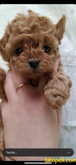 Toy Poodle Red Brown En Koyu Renk Teacup Ebatta Yavrularımız 4