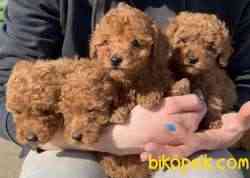 Toy Poodle Red Brown Her Renk Yavrumuz 4