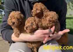 Toy Poodle Red Brown Her Renk Yavrumuz 2