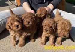 Toy Poodle Red Brown Her Renk Yavrumuz 3