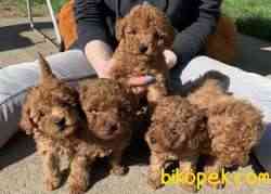 Toy Poodle Red Brown Her Renk Yavrumuz 1