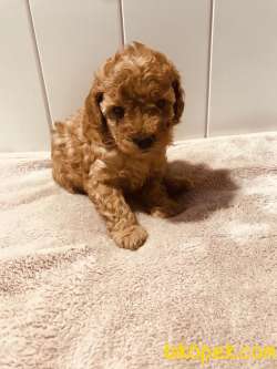 Toy Poodle Red Brown Irk Garantili Yavrularımız 3