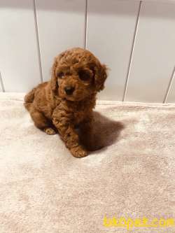 Toy Poodle Red Brown Irk Garantili Yavrularımız 4