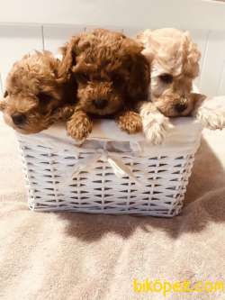 Toy Poodle Red Brown Irk Garantili Yavrularımız 2