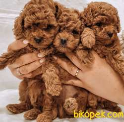 Toy Poodle Red Brown Irk Garantili Yavrularımız 1