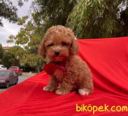 Toy Poodle Red Brown Mini Safkan Yavrularımız 4