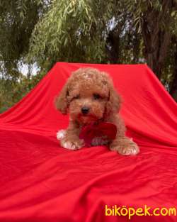 Toy Poodle Red Brown Mini Safkan Yavrularımız 2
