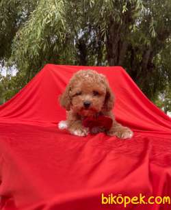 Toy Poodle Red Brown Mini Safkan Yavrularımız 3