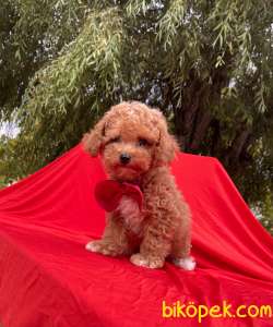 Toy Poodle Red Brown Mini Safkan Yavrularımız 5