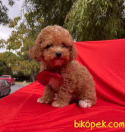 Toy Poodle Red Brown Mini Safkan Yavrularımız 1