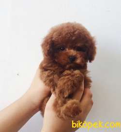 Toy Poodle Red Brown Mini Yavrularımız 1