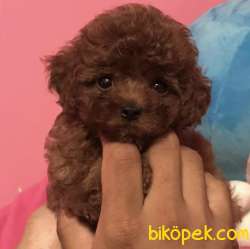 Toy Poodle Red Brown Mini Yavrularımız 3