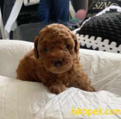 Toy Poodle Red Brown Mini Yavrularımız 2