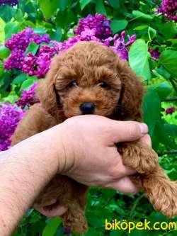 Toy Poodle Red Brown Mini Yavrularımız 2