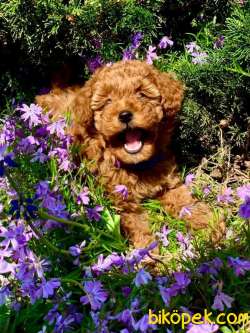 Toy Poodle Red Brown Mini Yavrularımız 1