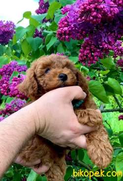 Toy Poodle Red Brown Mini Yavrularımız 3