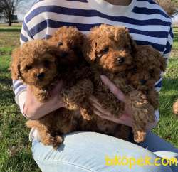 Toy Poodle Red Brown Minik Yavrularımız 3