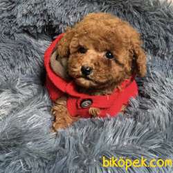 Toy Poodle Red Brown Minik Yavrularımız 2