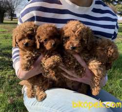 Toy Poodle Red Brown Minik Yavrularımız 1
