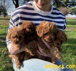 Toy Poodle Red Brown Minik Yavrularımız 4